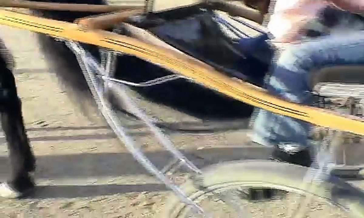 Funny Video - Greater Swiss Mountain Dog Cart - Cesar Millan Dog Whisperer Audition