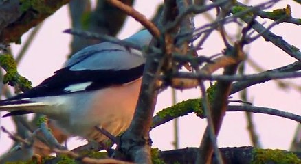 Lesser Grey Shrike. Сорокопут чернолобый. Lanius minor.