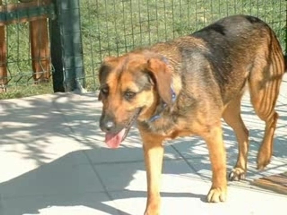 LES CHIENS DE BEAUREGARD