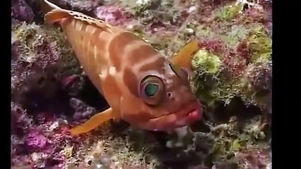 Рыбы Великаны