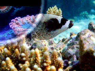 Экзотические рыбы