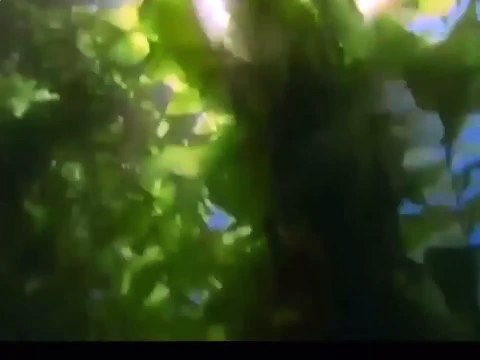 Электрический скат