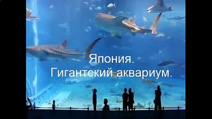 Япония Гигантский аквариум