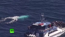 Rara baleia branca é flagrada na costa da Austrália - Rare white whale