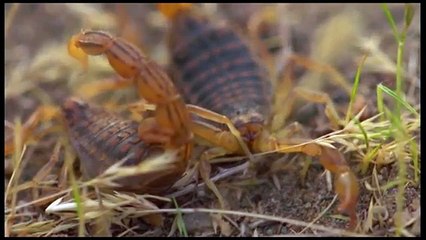 Scorpions. Fight. Скорпионы. Драка.