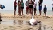 White Shark rescue - Banhistas salvam tubarão branco encalhado em praia