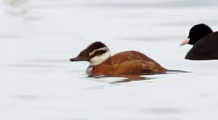 White-headed duck. Савка. Oxyura leucocephala