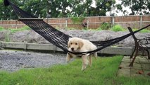 Puppy Swings in Hammock