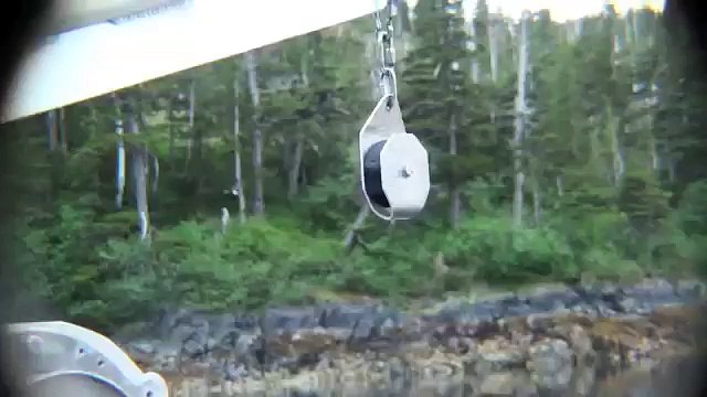 Bald Eagle Catches Fish and Swims with it to Shore