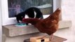 Chicken Steals Cat's Food