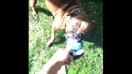 *NEW* Funny Pitbulls Vines Compilation MAY 2015