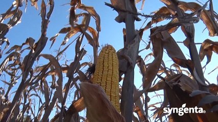 Hibrid kukuruza Pako - žirant u biljnoj proizvodnji_436_23.01.2016.