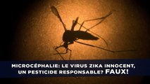 Microcéphalie: Le virus Zika innocent, un pesticide responsable? Pourquoi c'est faux