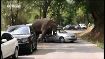 Un éléphant attaque des voitures aux Yunnan en Chine