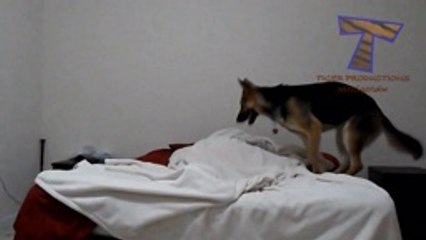 Cute dogs waking up owners -