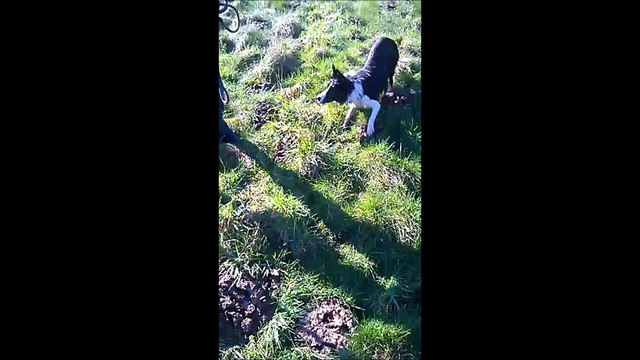 Chiens en folie - Rocky et Lalie