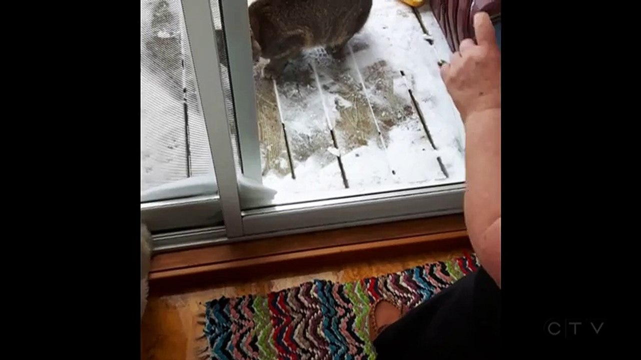 Un lynx vient narguer un chien à travers la vitre de la véranda!