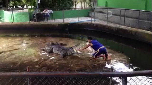 Man grabs crocodile's tongue in Thailand