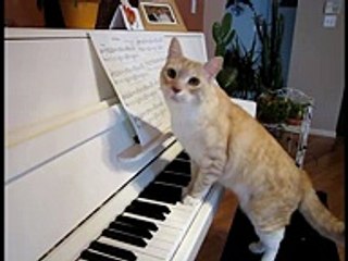 Boris The Cat Plays Piano TR