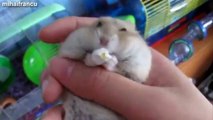 Tiny Hamsters Eating On Their Backs Compilation 2014 [NEW] - Funny Video