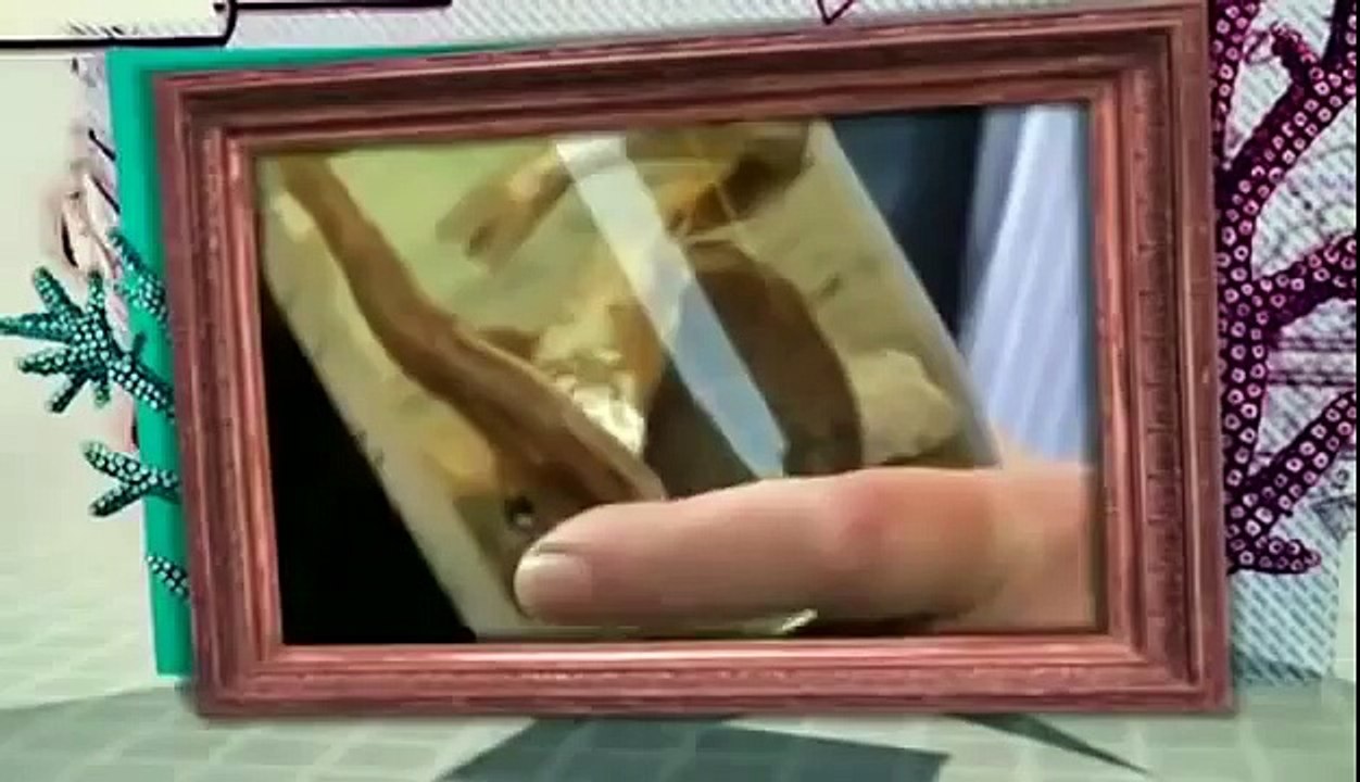 BIZARRE NATURE Strange Weird Events [Wildlife Animals Documentary]