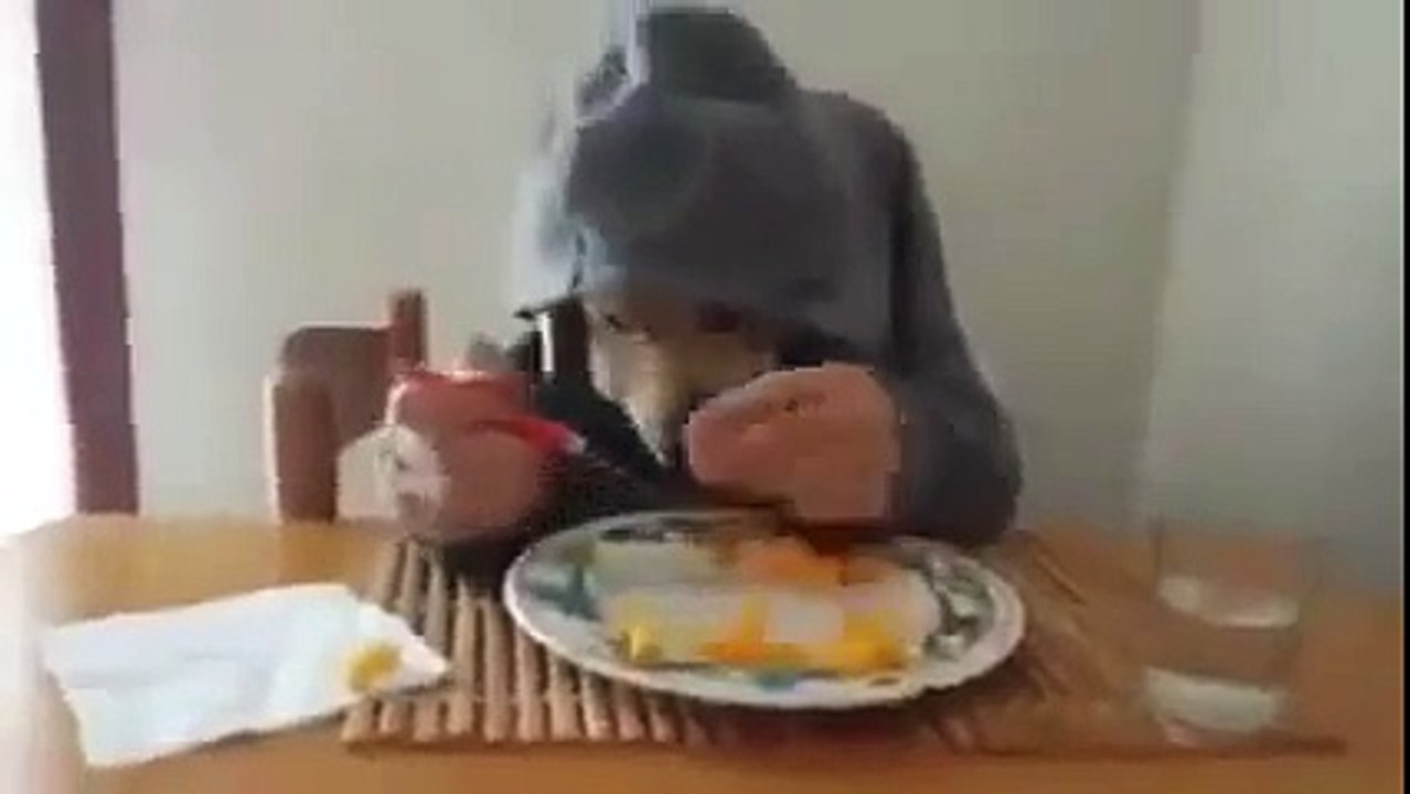 Really Cool Hilarious Funny Dog Trying to Eating Like Human