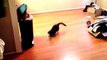 Funny Cats Sliding on Wood Floors Compilation 2013 [HD]