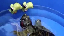 Литл Пет Шоп ЧЕРЕПАШКИ Операция СПАСЕНИЕ. Little Pet Shop TURTLES RESCUE Operation. 小宠物店买的海龟救援行动。