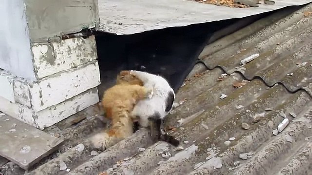 CATS FIGHTING ДРАКА КОТОВ