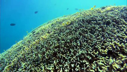 The Search For Earth Like Planets   Version 1