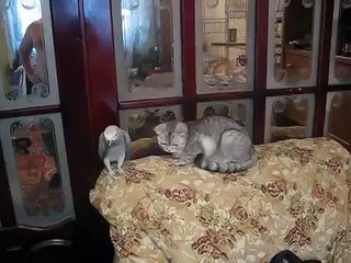 Кошка и попугай
