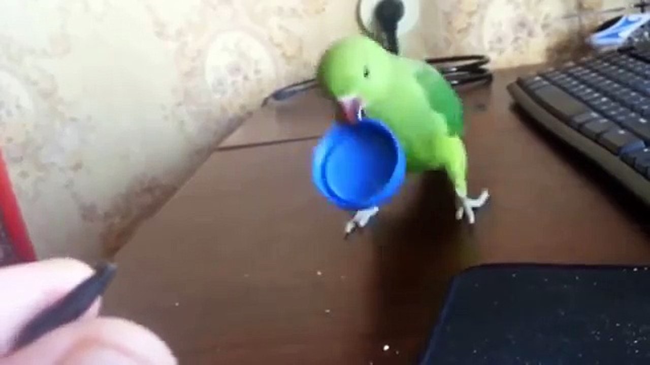 Культурный попугай