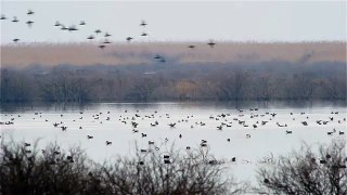 White-tailed eagle vs.ducks. Орлан-белохвост против уток.