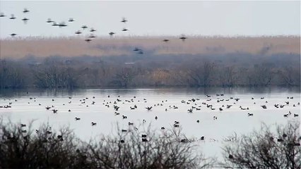 White-tailed eagle vs.ducks. Орлан-белохвост против уток.