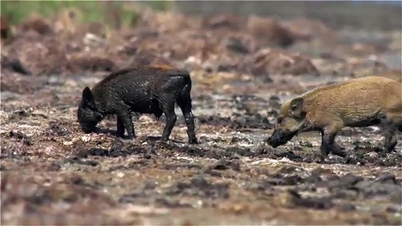 Wild boars and sea mud. Кабаны и морская грязь.