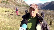 D!CI TV: l'entretien des vignes se fait toute l'année dans les Hautes-Alpes