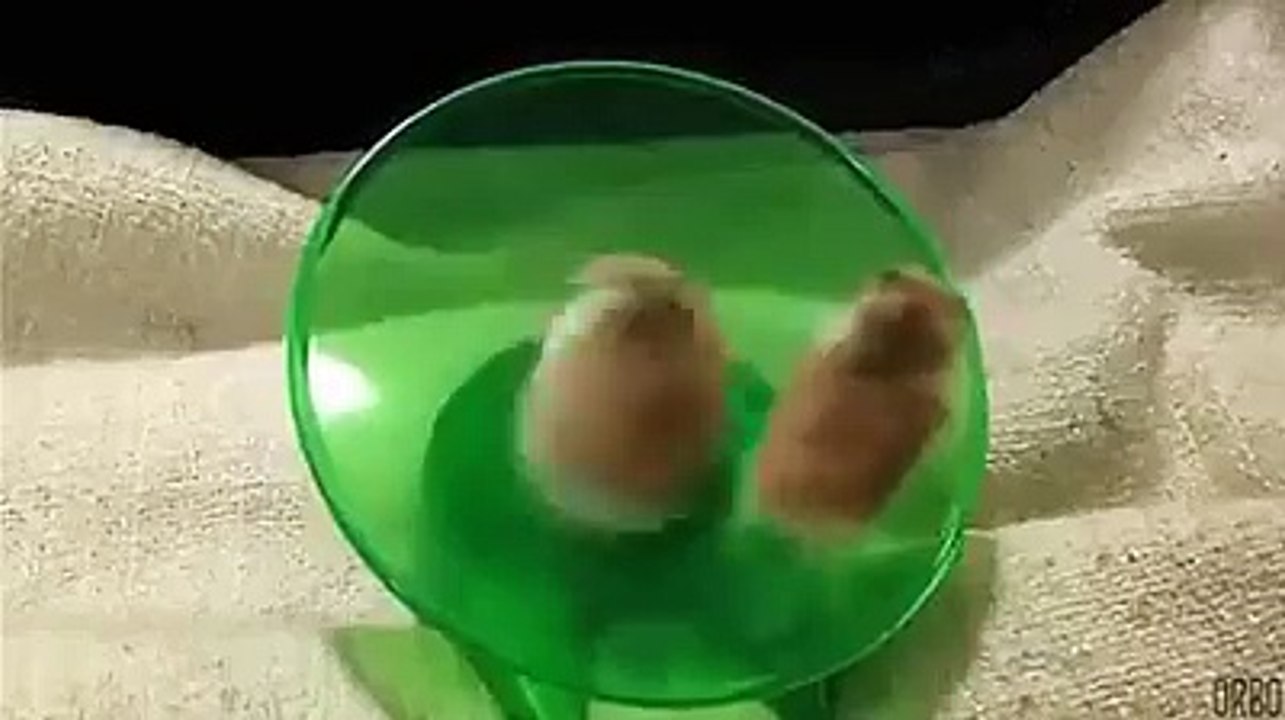 Crazy guys