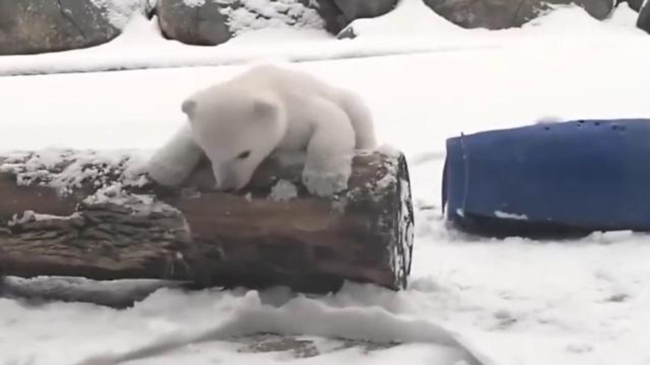 Polar bear cub sees snow for first time at Toronto Zoo