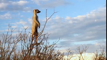 Meerkat Keeping Watch South Africa HD