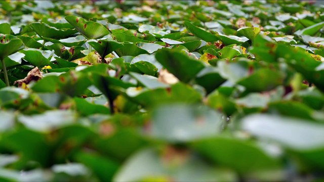 Национальный парк «Редвуд» – удивительная природа!!! (качество – 4К)