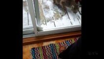 Dog comes face-to-face with bobcat through the Window and goes crazy