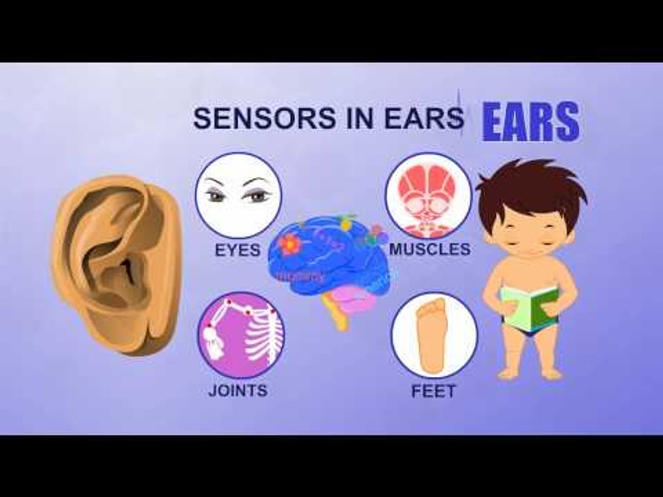 Ears - Human Body Parts - Pre School - Animated Videos For Kids