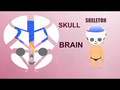 Skeleton - Human Body Parts - Pre School - Animated Videos For Kids