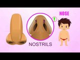 Nose - Human Body Parts - Pre School - Animated Videos For Kids