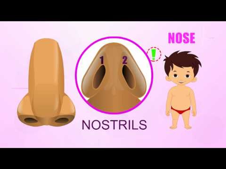 Nose - Human Body Parts - Pre School - Animated...