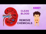 Kidney - Human Body Parts - Pre School - Animated Videos For Kids