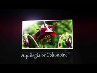 Aquilegia - Flowers - Pre School - Animated Videos For Kids