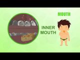 Mouth - Human Body Parts - Pre School - Animated Videos For Kids