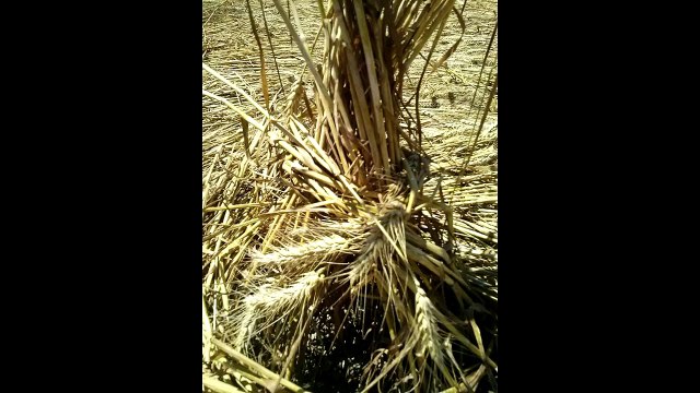 Рисунки на полях, Червия, Италия, 20 июня 2015г