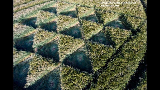 Рисунки на полях. Англия, Графство Суррей 16 июня 2015г